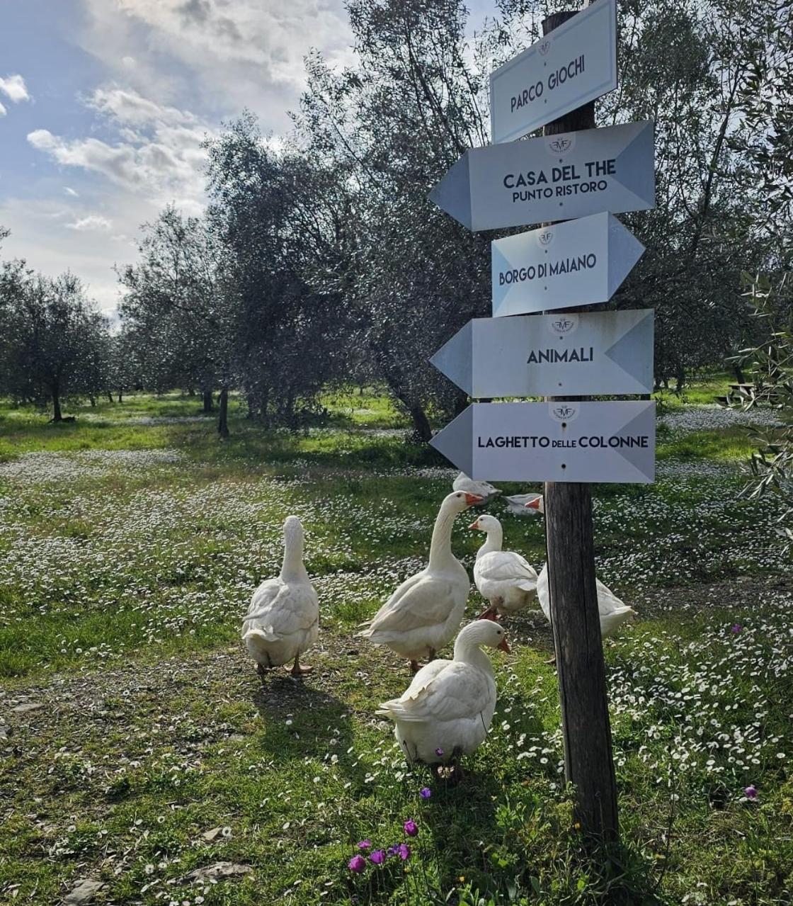 Agriturismo Fattoria Di Maiano Fiesole Kültér fotó