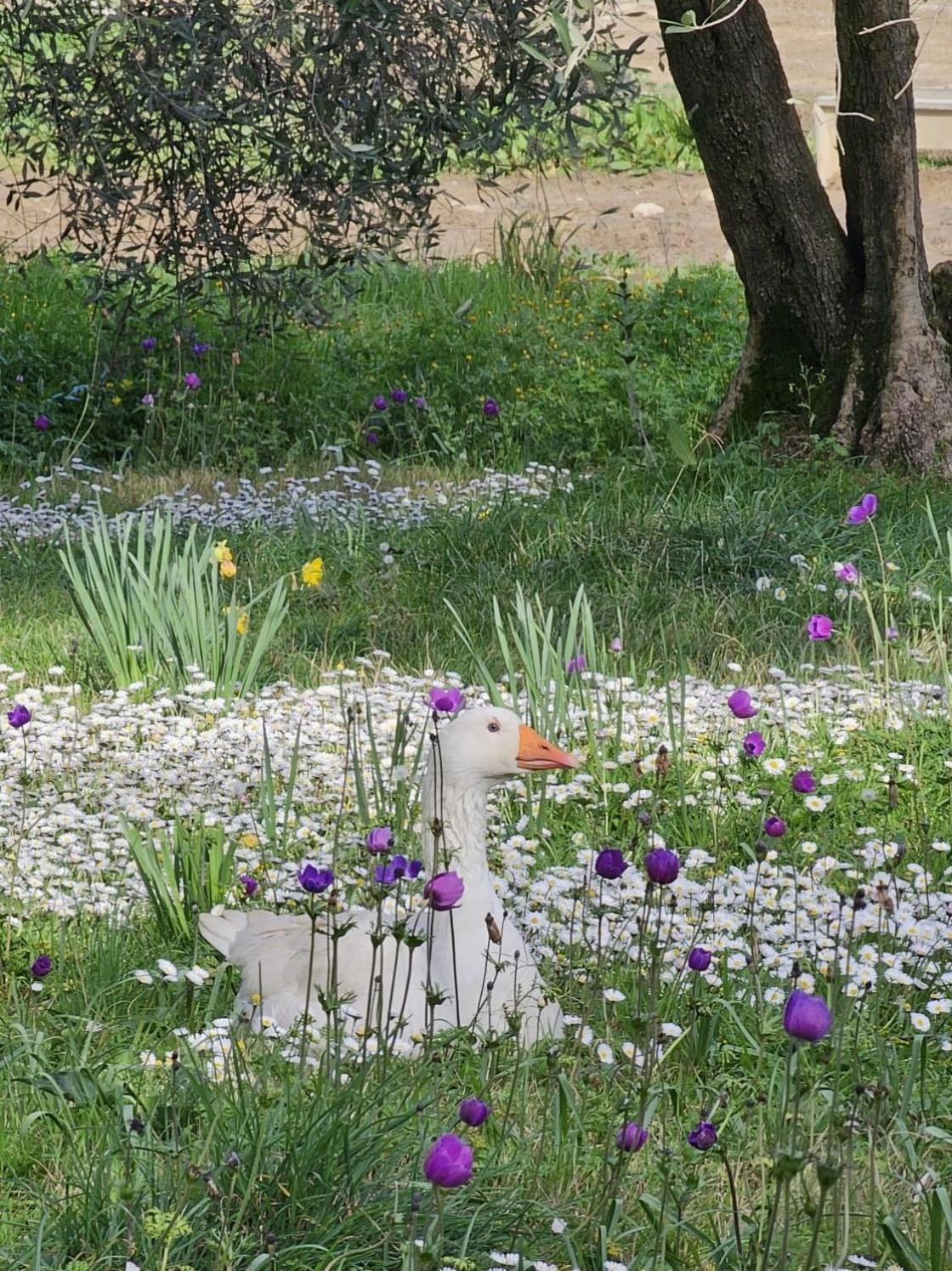 Agriturismo Fattoria Di Maiano Fiesole Kültér fotó